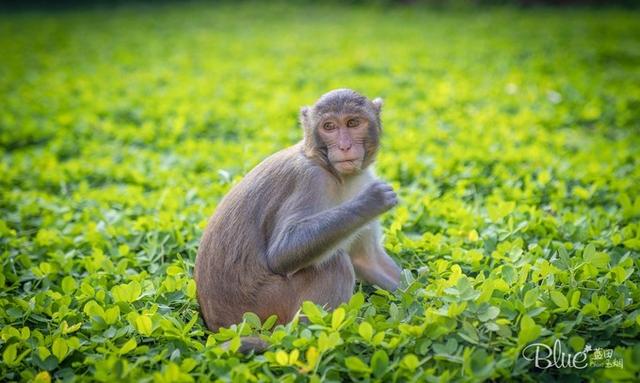 三亚南湾猴岛，三亚的陵水南湾猴岛（这里奉行“多夫多妻”太搞笑）