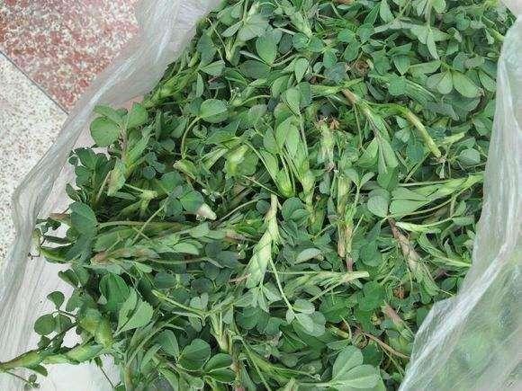 野生白花菜图片，野白花菜的功效与作用与禁忌（20种常见野菜辨别图）