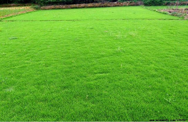 如何种植马尼拉草坪，如何种马尼拉草皮（中国西南地区常用暖季型草坪草--马尼拉草）