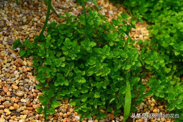 薰衣草如何过冬，薰衣草怎样过冬（西餐料理中常见的几种香草）