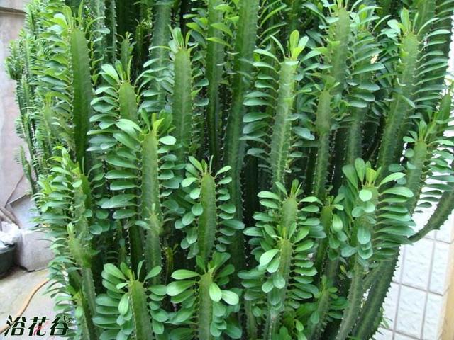 龙骨花的养殖方法，龙骨花的养殖方法修剪_龙骨花如何扦插