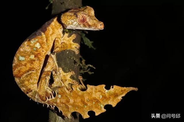 撒旦叶尾壁虎,灰,棕,橙色身体与枯叶融为一体(撒旦叶尾壁虎图片)