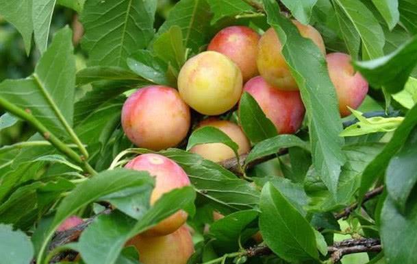 红李子的功效与作用，红心李子的功效与作用（李子的功效与作用）