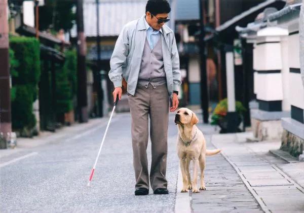 金毛寻回犬电影，不友善的六种小型犬（其他十部关于狗狗的电影）