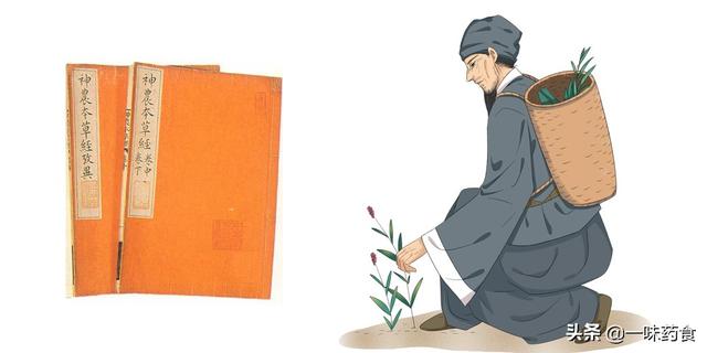 神农本草经作者，本草纲目作者是谁（13条中药理论200种中药至今常用）