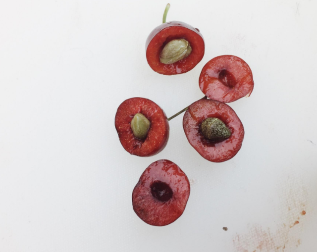 樱桃核可以发芽种植吗，樱桃核能种植吗（吃完“樱桃”的籽不要丢）