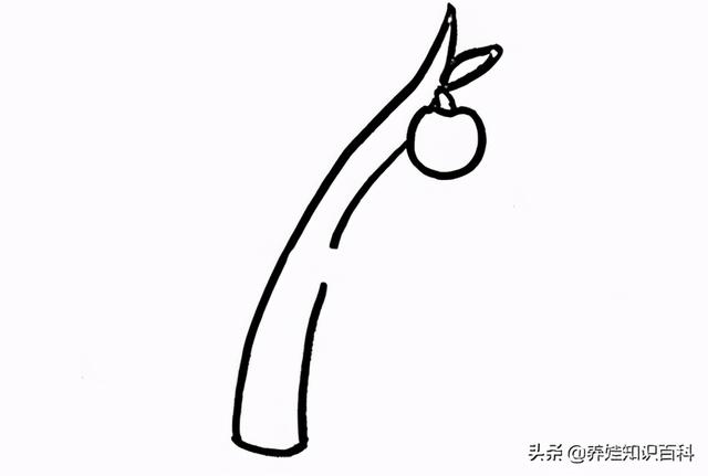 苹果树简笔画怎么画，画苹果树的简笔画（一步一步教给你）
