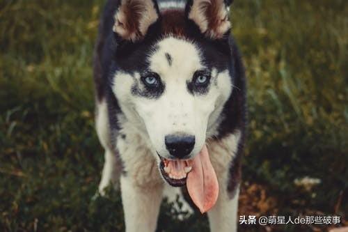 适合女生养的狗狗，盘点适合女生养的狗（适合女孩子养得6种狗狗）