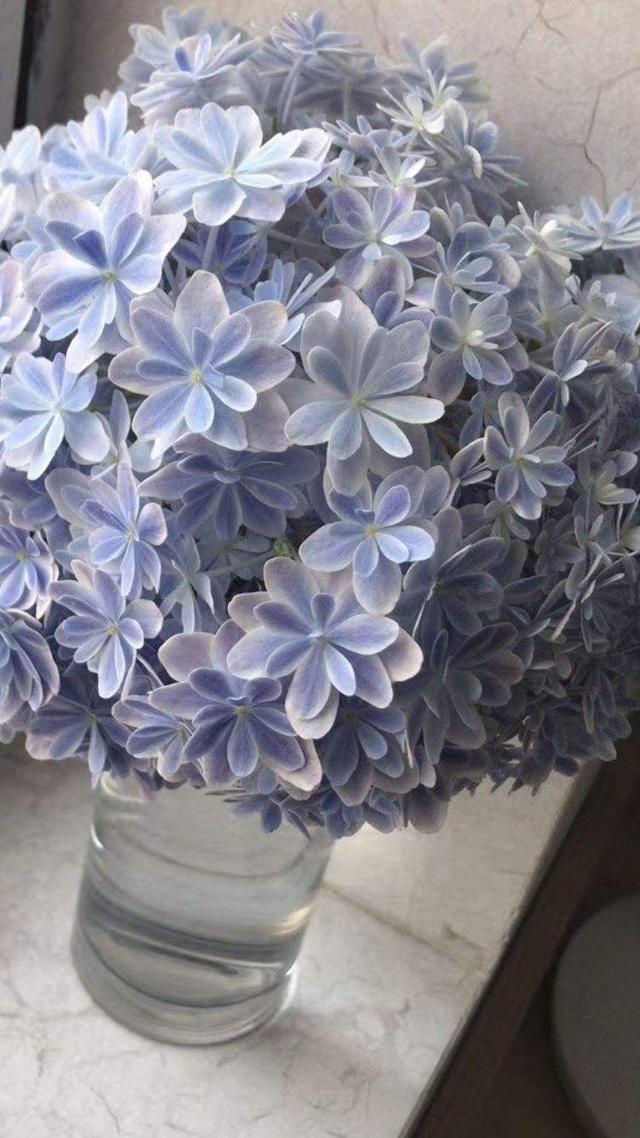 绣球花怎么养，花球又大又鲜艳（绣球花怎么养才能开花）