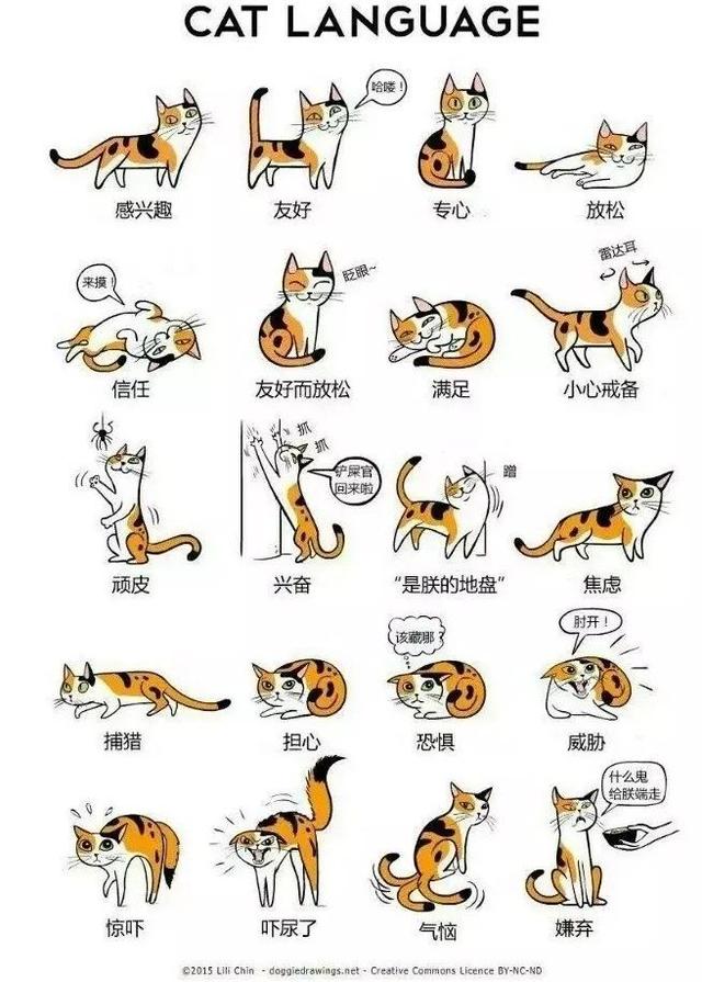 猫弓背尾巴竖起代表什么，猫咪尾巴竖直是对你表达好感还是攻击性动作