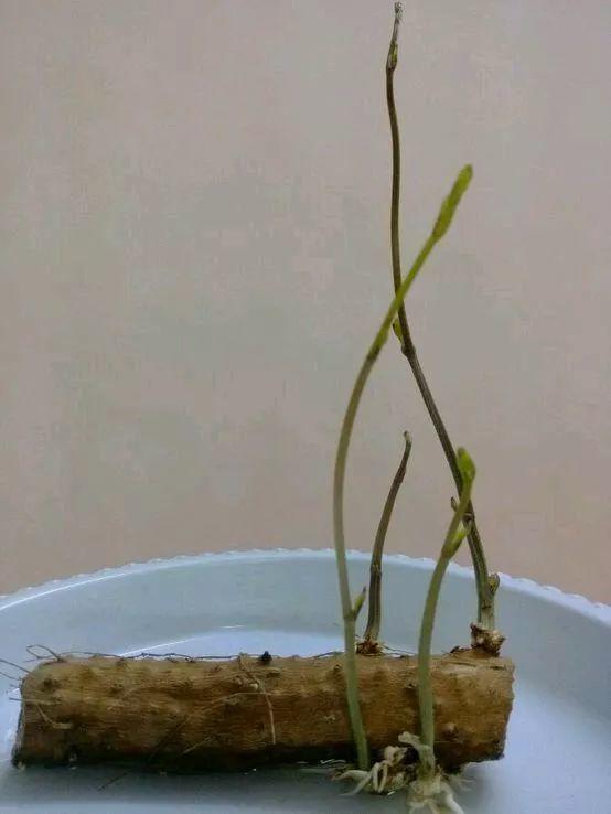 平菇种植最简单方法，平菇种植最简单的方法（喷喷水就能长）