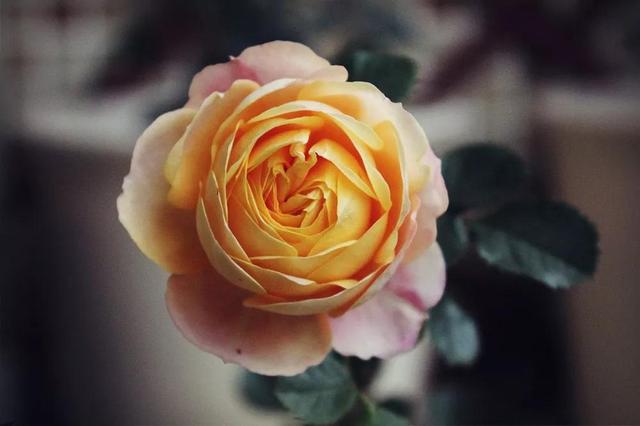 各种玫瑰花的含义，各色的玫瑰花有什么含意（一篇文章认全花店必备80种玫瑰花）