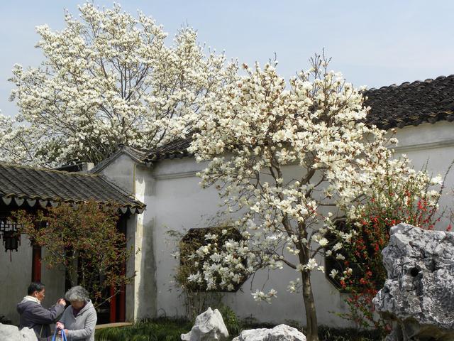 室内养什么花最好，室内适合养什么样的花（最香的10种花）