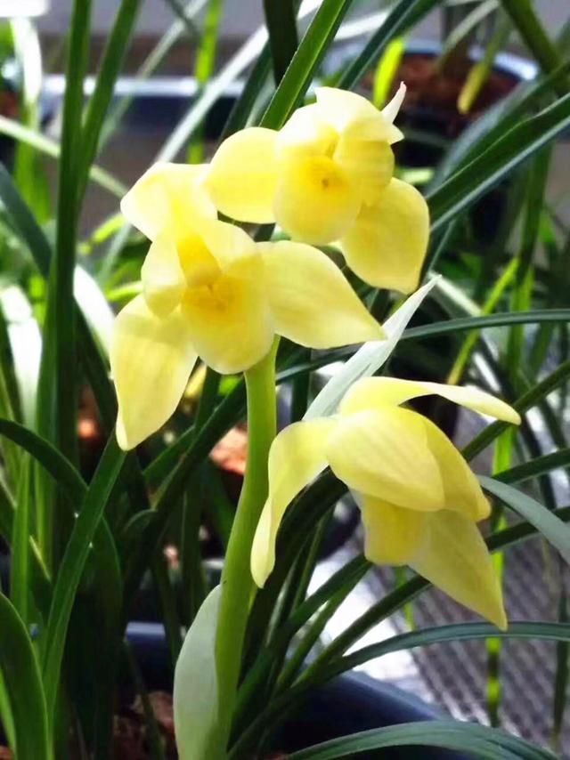 龙根是什么意思（几十万1苗的兰花死亡）