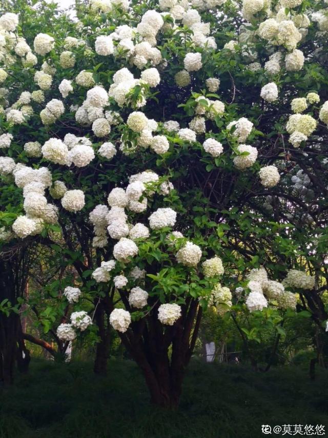 一梦两三年一花一世界网名，一梦两三年一花一世界微信昵称（千年的紫藤树···5种花越老越值钱）
