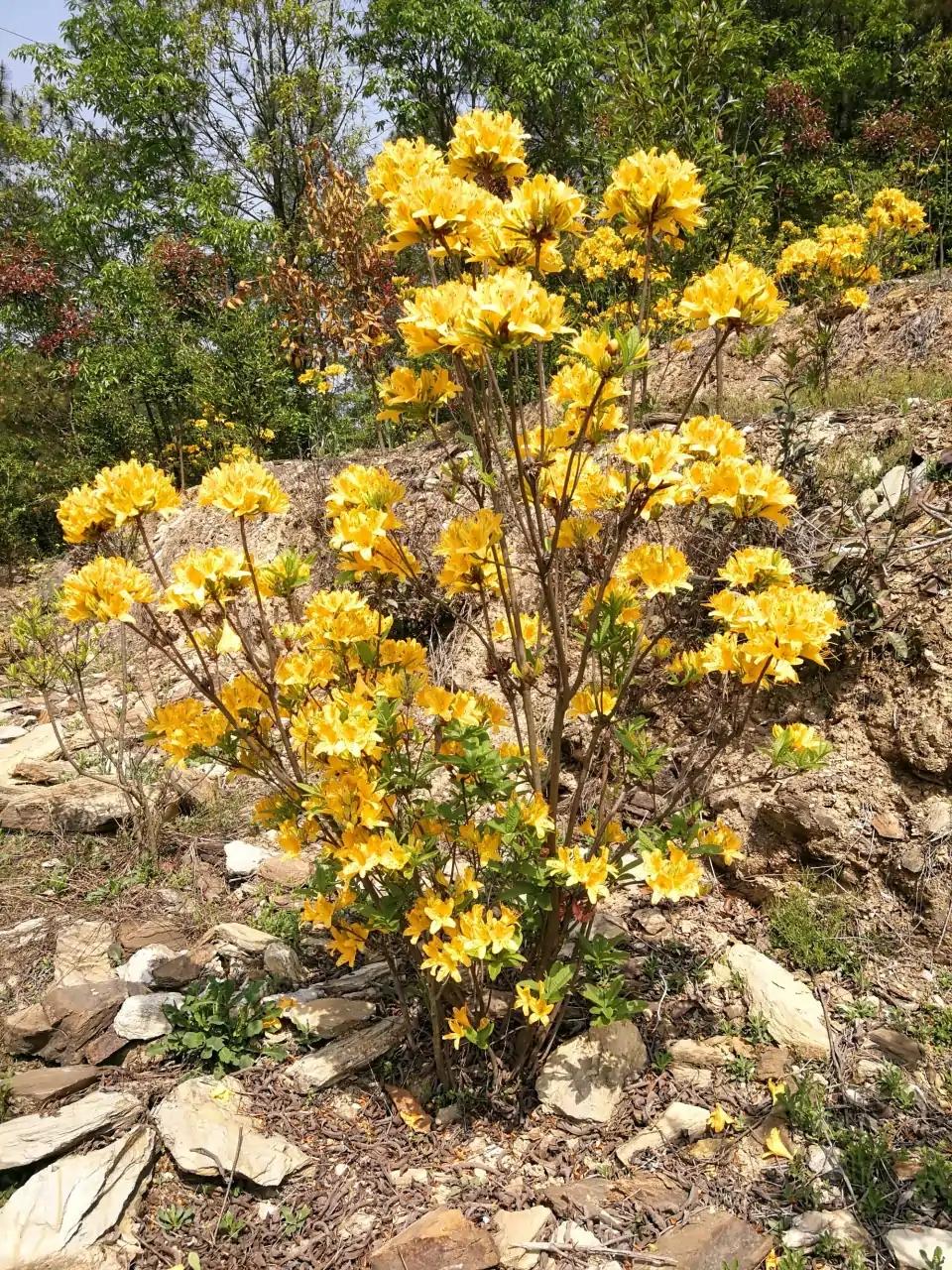 含羞草的外形特点，含羞草的三个特点（这15种“大毒花”）