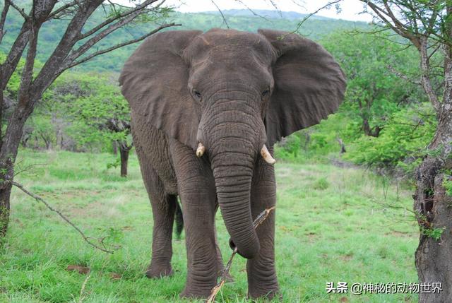 大象的耳朵有什么作用，大象耳朵的作用和特点（大象的耳朵除了听觉）