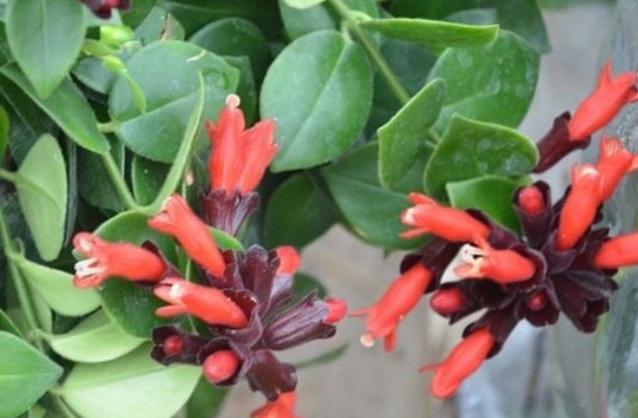 口红吊兰的扦插方法，口红吊兰养植方法（口红吊兰的正确扦插方法）