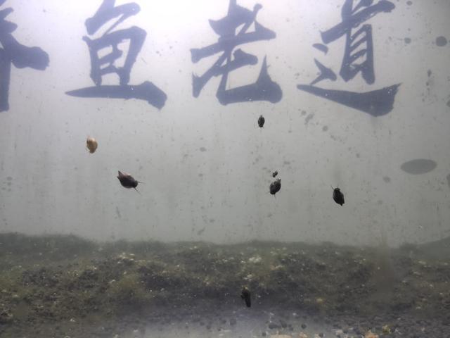 厕所黑色线虫怎么清除，卫生间黑色像蛆一样的小虫子（给鱼缸里下药清除蛋白虫）