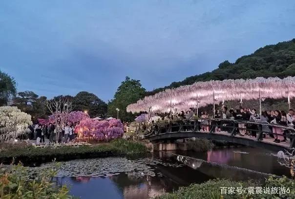 中国有紫藤花吗，紫藤花在中国什么地方盛开（紫藤、白玉藤、红玉藤、多花藤、重瓣藤。）