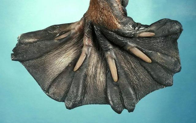 鸭嘴兽简介，鸭嘴兽简介表格式（来自远古的“三不像”）