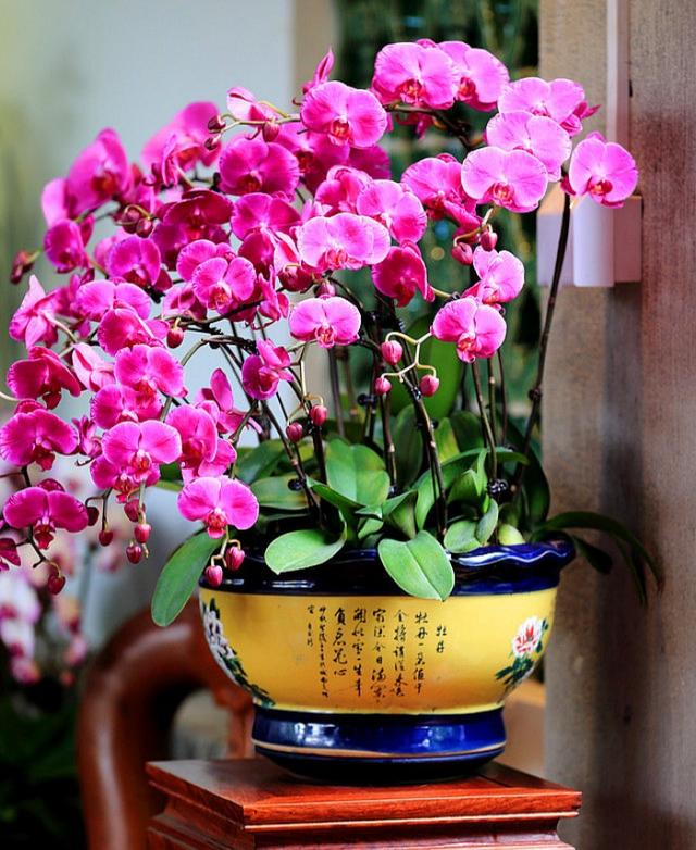 适合家里养的32种花，家里养什么花好（”家居盆花100种）