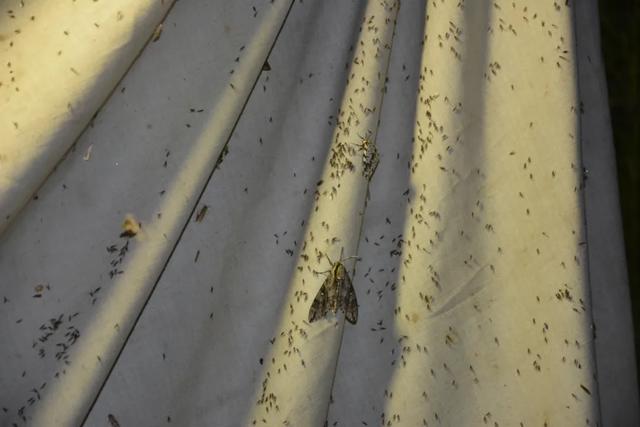 家里有小飞虫从哪里来,家里小飞虫从哪里来的(家里莫名出现的小飞虫你都认识吗) 家里有小飞虫从哪里来,家里小飞虫从哪里来的(家里莫名出现的小飞虫你都认识吗)