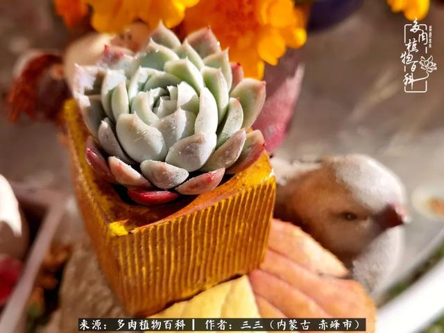 雪候鸟是什么意思，雪候鸟歌词表达什么意思（多肉于我从来不是锦上添花）