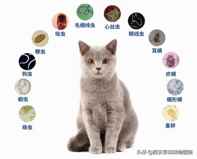 土猫怎么驱虫，土狗怎么驱虫（新手养猫怎么给猫咪驱虫）