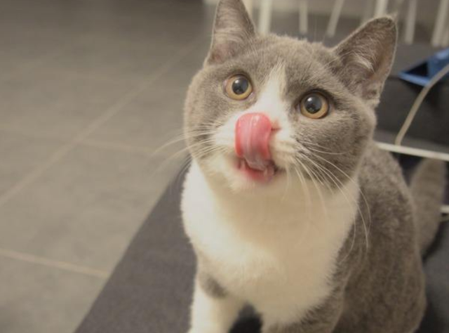 猫咪乱拉屎的原因，猫咪为什么突然到处大小便（常见的5种引起猫咪腹泻的病因）