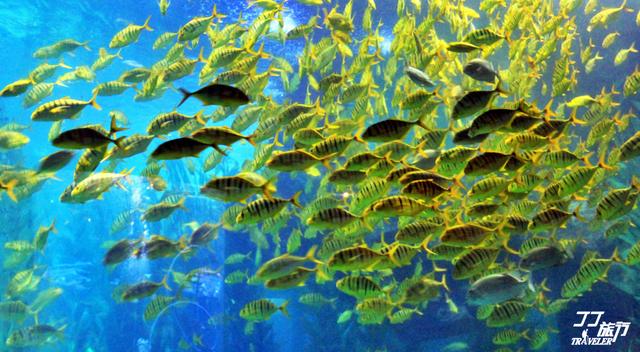 青岛有几个海底世界，青岛海底世界有几处（是有着中国最大的海底世界吗）