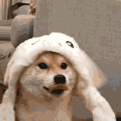 警犬多少钱一只(中国最厉害的警犬)