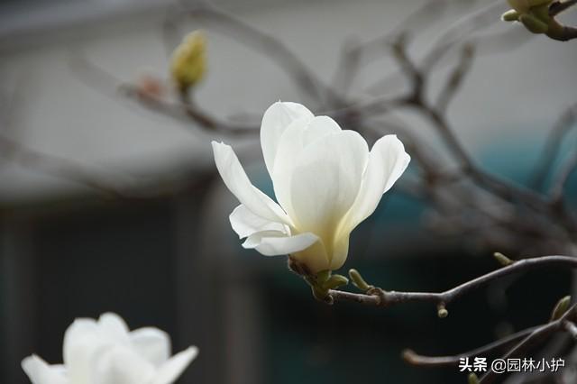 白玉兰花语，庭院树，最美不过白玉兰（白玉兰花语诗句）