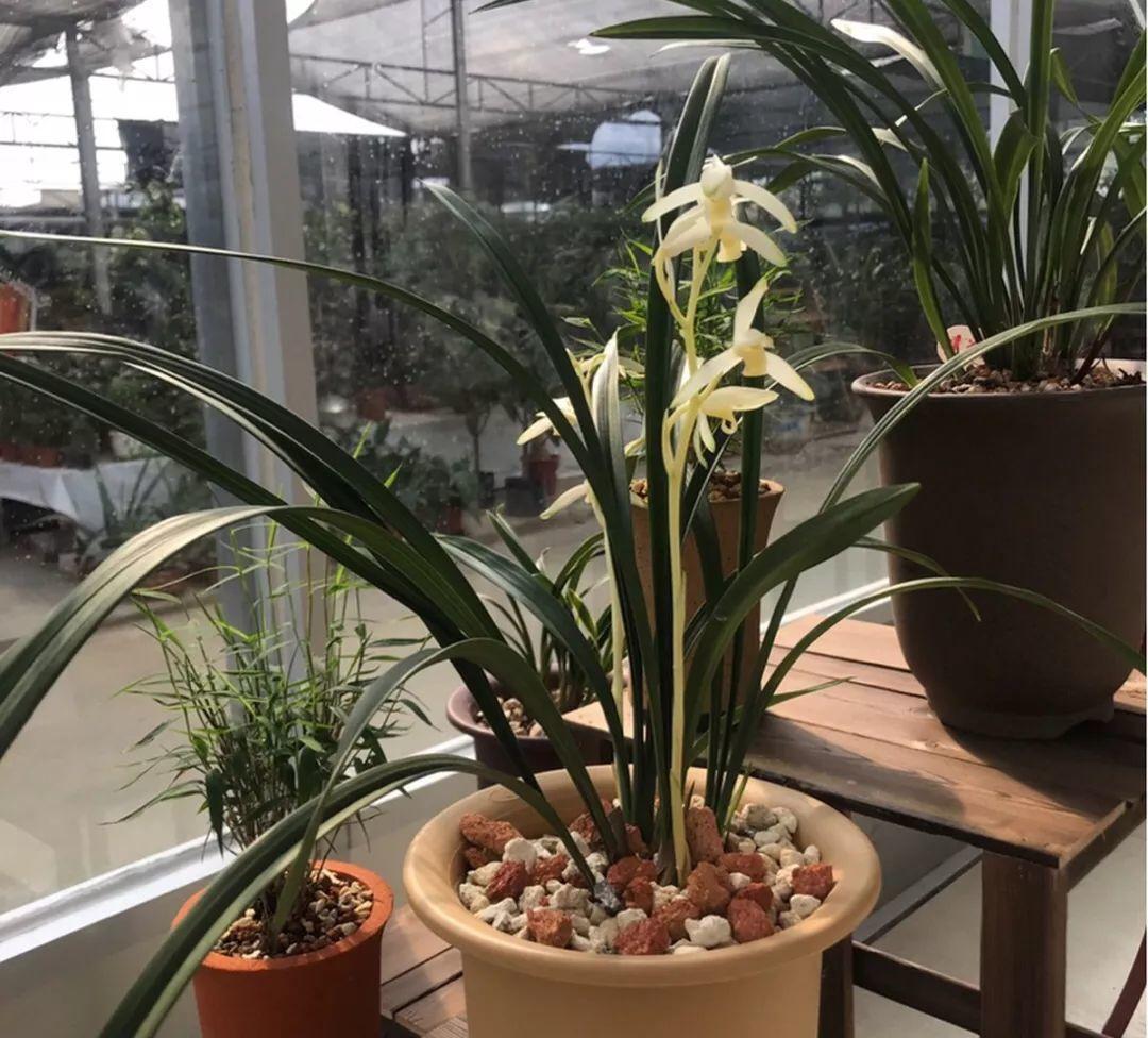 兰花什么时候开花，兰花开花时间（兰花最全养护要点）