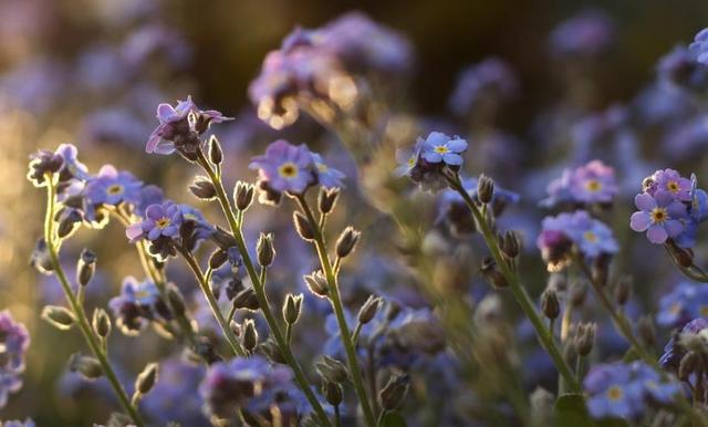 勿忘我花语，勿忘草中永恒爱（勿忘我鲜花图片）