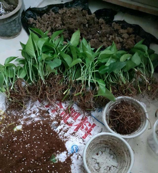 绿萝喜欢阳光吗，绿萝喜欢在什么样的环境中生长（养好绿萝太简单了）