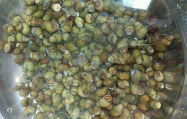 田螺怎么吃法，田螺怎么吃法家庭吃法（田螺别只会爆炒了）