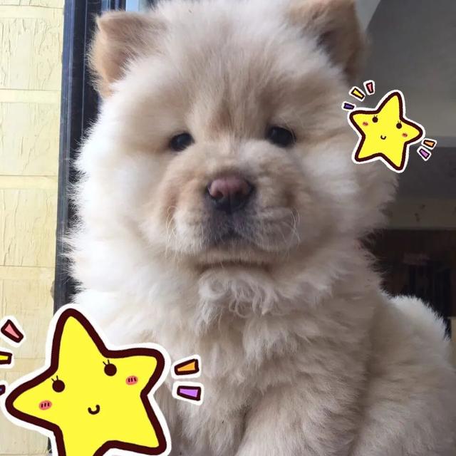 金毛犬，6种狗狗小时候和长大的对比（金毛犬的优缺点及性格）