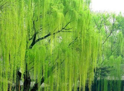 咏柳古诗带拼音，咏柳古诗带拼音是怎么样的（《咏柳》唐.贺知章#何监是个文化人\u0026\u0026小学生必背#）