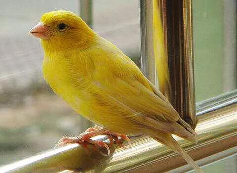 玉鸟吃什么饲料好，玉鸟吃什么饲料好（白玉鸟的饲养方法）