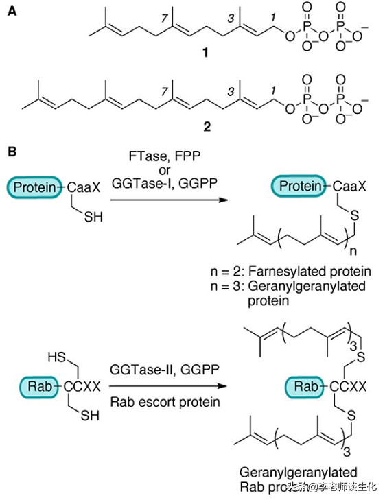 et是什么基团，ET是什么基团（蛋白质的异戊二烯化）