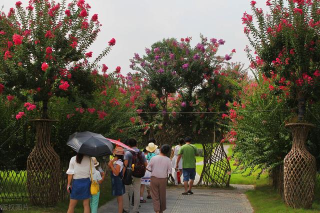 痒痒树是什么植物，痒痒树是什么植物（它在农村山上比较常见）