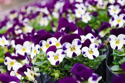 国花是什么，世界各国国花<第一辑>（俄罗斯的国花是什么）