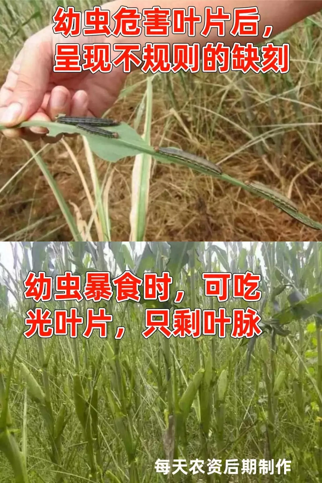 肉虫子种类大全，9大肉虫已经或马上爆发