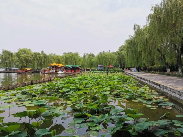 夏雨荷大明湖畔在哪里，大明湖畔的夏雨荷在哪个城市（快来跟“夏雨荷”见个面）