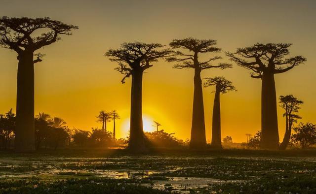 世界上最神奇的水树，既能储水又能当做食物
