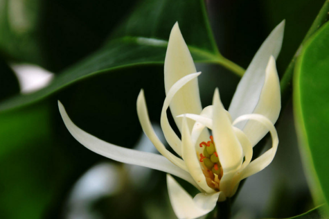 白兰花的寓意和花语，白兰花寓意代表什么意思（白兰花——刻玉玲珑，吹兰芬馥）