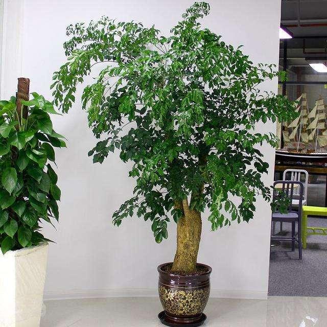 搬家先搬什么东西最旺财，搬家先搬什么东西最旺财6（刚搬家直接买花错不了）