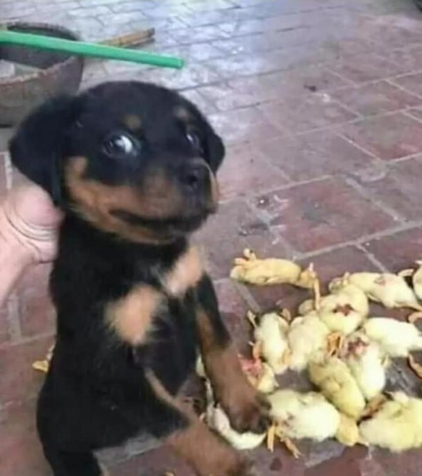 对联 横批，做核酸的横批怎么写（网友们给个俩字的横批）