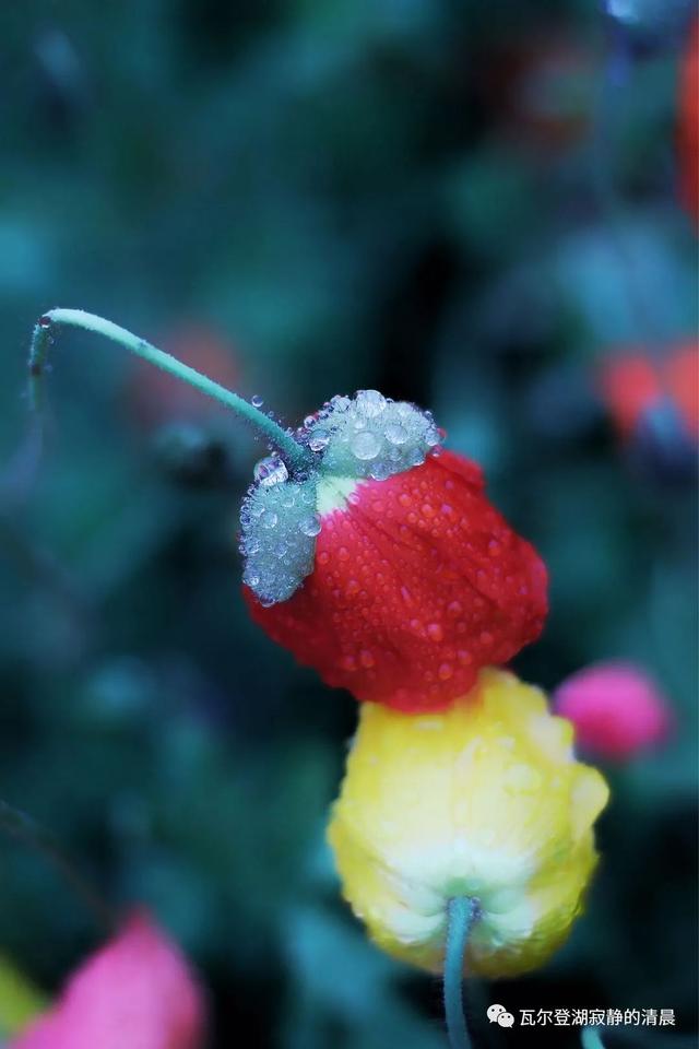 野罂粟(野罂粟图片,美丽却"邪恶"的罂粟花(野罂粟长什么样)